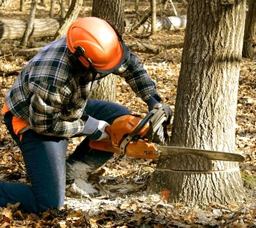 Tree Removal in Anderson, SC
